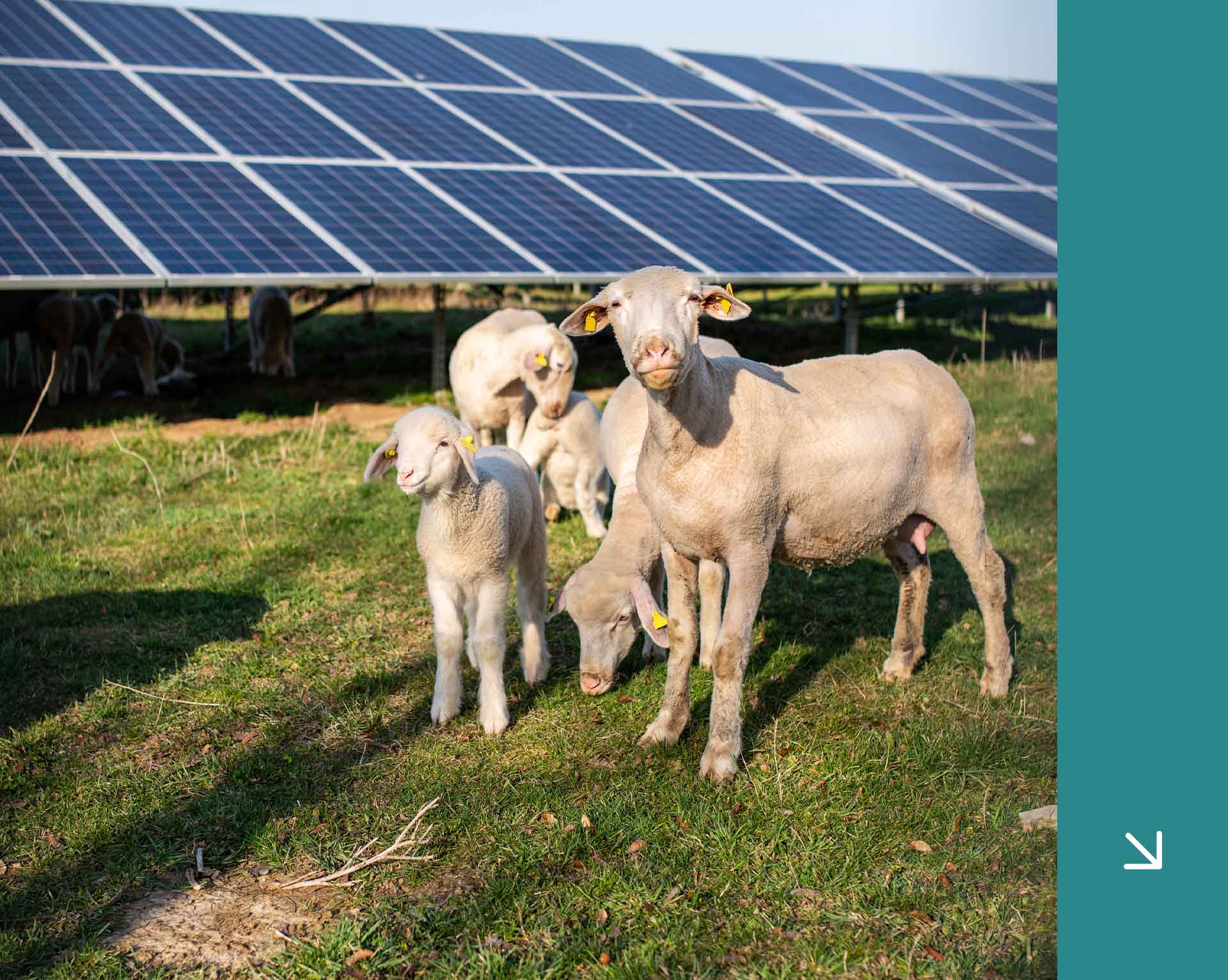 albori-facility-parco-agrisolare-2026-fotovoltaico-agricolo albori-facility-parco-agrisolare-2026-fotovoltaico-agricolo